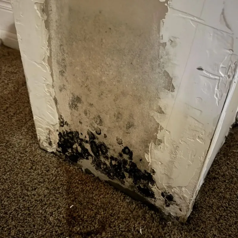Professional Mold Removal in Chevy Chase, MD